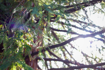 Sunlight through branches of a green tree