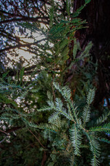 Branches of a coniferous tree against sunlight