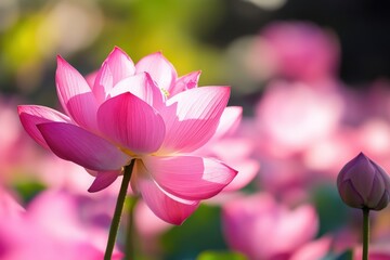 Obraz premium A pink flower blooms vibrantly in a lush green field, showcasing nature's beauty.