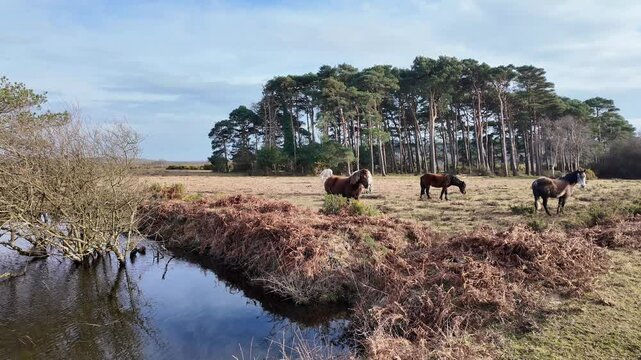 New Forest Hampshire England United Kingdom. 09.03.2025. Video. New Forest ponies near a pond during  grazing  in winter  in this scenic parkland UK.
