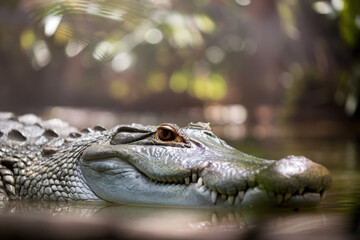Fototapeta premium Majestic Crocodile Lurking in Shimmering Water Among Tropical Foliage
