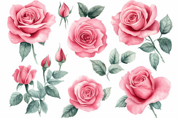 Naklejka premium Delicate Roses in Bloom: A beautiful collection of watercolor roses, showcasing various stages of bloom, from delicate buds to fully opened blossoms with lush green leaves.