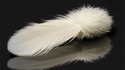 Obraz premium White Feather for Studio Reflection, Macro Shot.