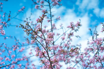 河津桜と空