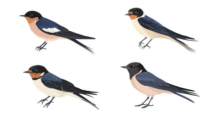 Fototapeta premium Barn Swallow Vector Art – Elegant Bird Silhouette Illustration