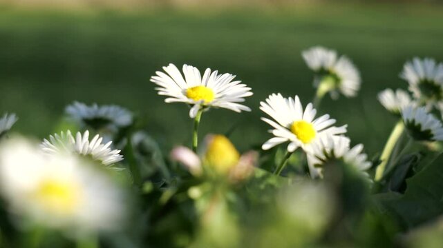 daisy in the grass