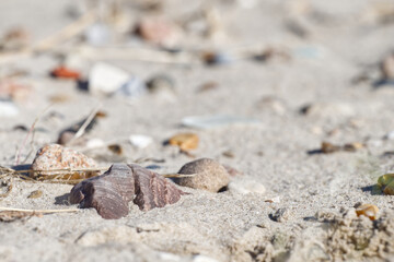 Close-Up of Sandy Beach with Seaweed and Pebbles