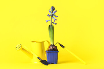 Beautiful blue hyacinth plant in pot with watering can and gardening tools on yellow background