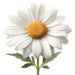 White Daisy Flower with Yellow Center - Elegant Nature Illustration with Botanical Detail and Petal Texture