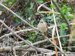 ジョウビタキ　メス