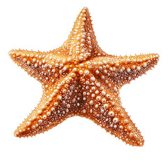 Starfish Marine Life: Discover Vibrant Sea Stars and Coastal Ecosystems in the Ocean