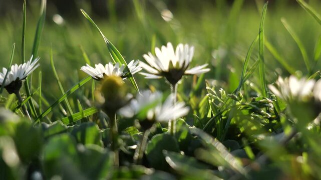 daisy in the grass