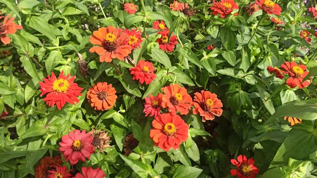 red zinnia flowers in the garden