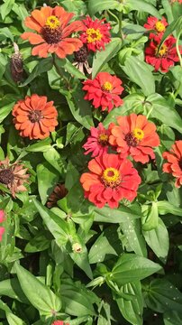 red zinnia flowers in the garden