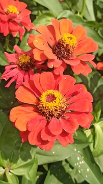 red zinnia flowers in the garden