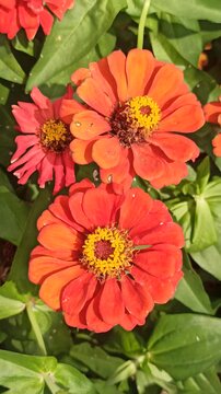 red zinnia flowers in the garden