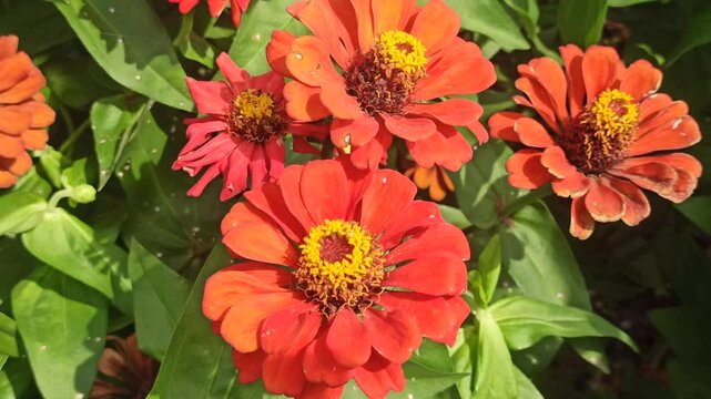 red zinnia flowers in the garden