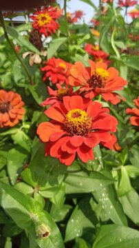 red zinnia flowers in the garden