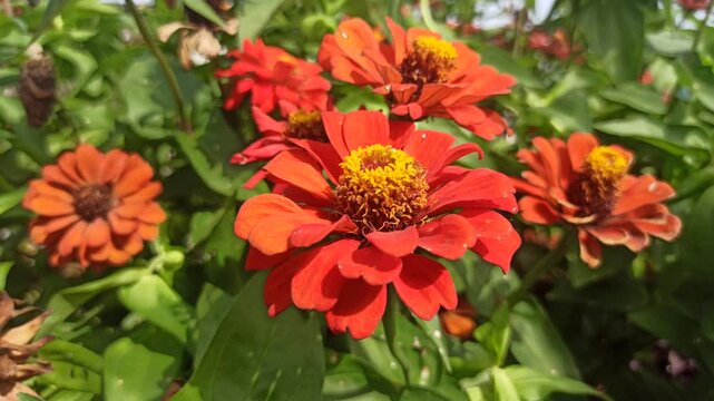 red zinnia flowers in the garden