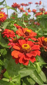 red zinnia flowers in the garden