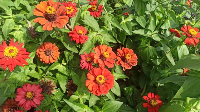 red zinnia flowers in the garden