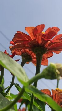 red zinnia flowers in the garden