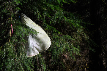 Ecological scientific data collection in forest habitat in Washington Park Arboretum, Seattle, study on Hemlock Wolly Adelgid insects harmful impact, white mesh bag on tree branch