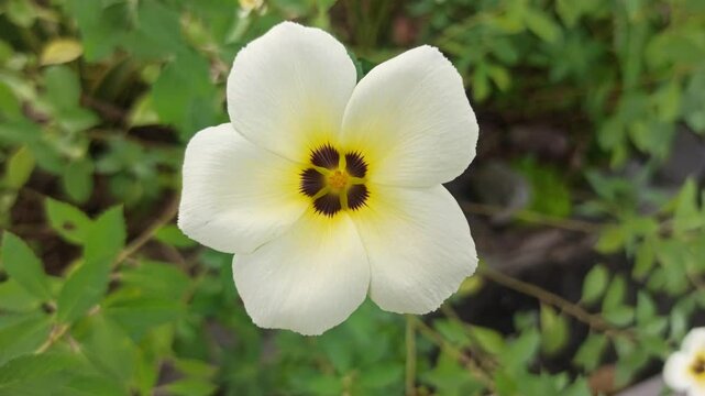 turnera flower in the garden