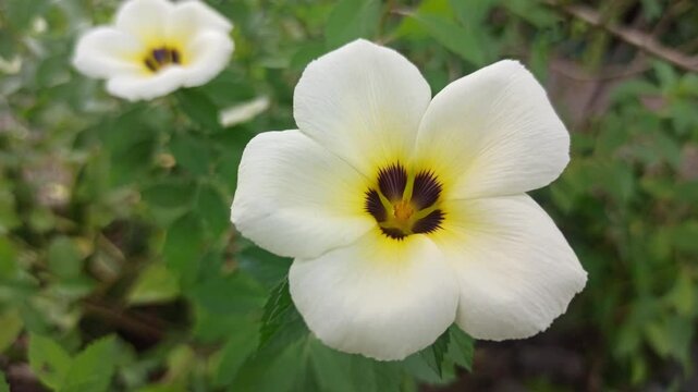 turnera flower in the garden