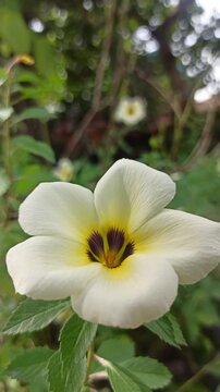 turnera flower in the garden