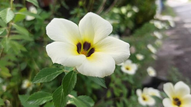 turnera flower in the garden