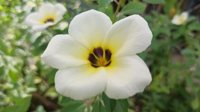 turnera flower in the garden