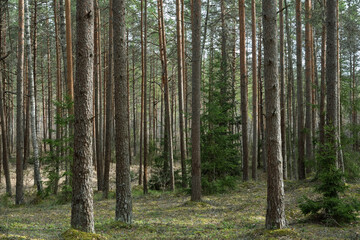 In a spring pine forest on a sunny day. Tall slender trees with straight trunks, an undergrowth with spruces and mossy soil with yellow grass