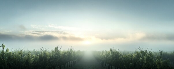 A misty vineyard scene with sunlight at the end of rows
