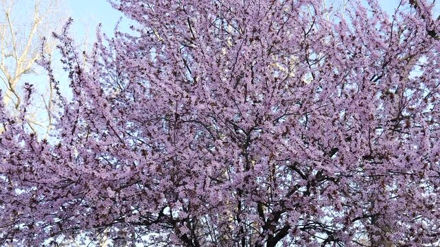 Blooming tree