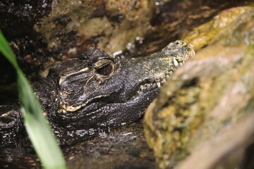 the crocodile's head sticks out of the water on the stones, Closeup of a crocodile in its natural environment