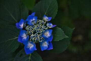 ダークな青い紫陽花