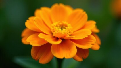Fototapeta premium orange marigold flower