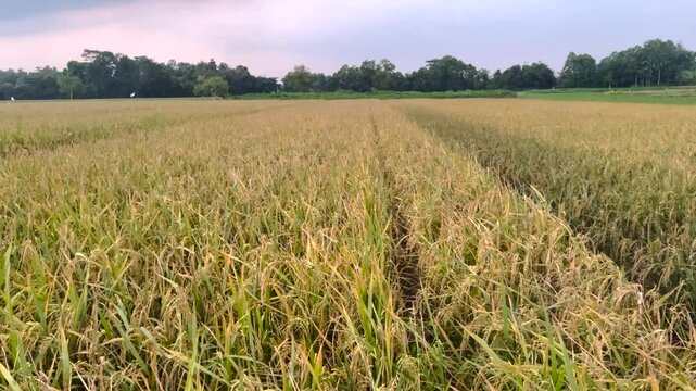 Ricefield