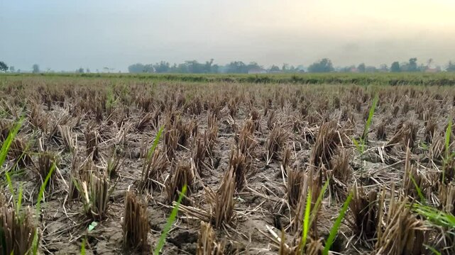 field of wheat