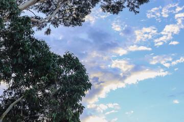 eucalyptus tree and sky during sunrise