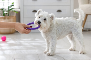 Cute dog playing with owner and toy at home, closeup. Adorable pet