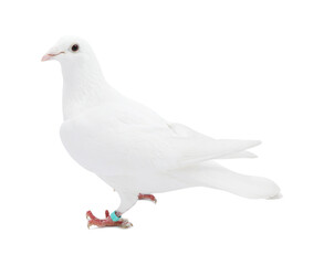 One dove on white background. Beautiful bird