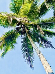Fototapeta premium palm tree on blue sky
