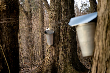 maple syrup season, metal buckets hung on tree to collect sap