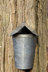 Fototapeta premium bucket on a tree