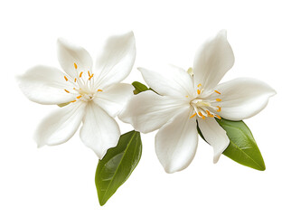 Fototapeta premium photo of two jasmine flowers, edible flowers on transparent background 
