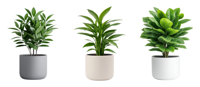 Stylish indoor plants in modern pots