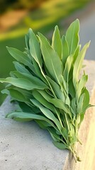 Obraz premium Fresh Sage Leaves Bunch Green Herb Culinary Ingredient