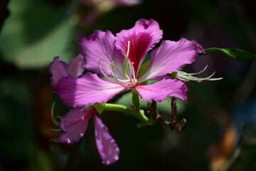 Venezuela es la tierra de la eterna primavera,y Caracas no es la exepcion,entre flores y frutas tenemos gran variedad!
